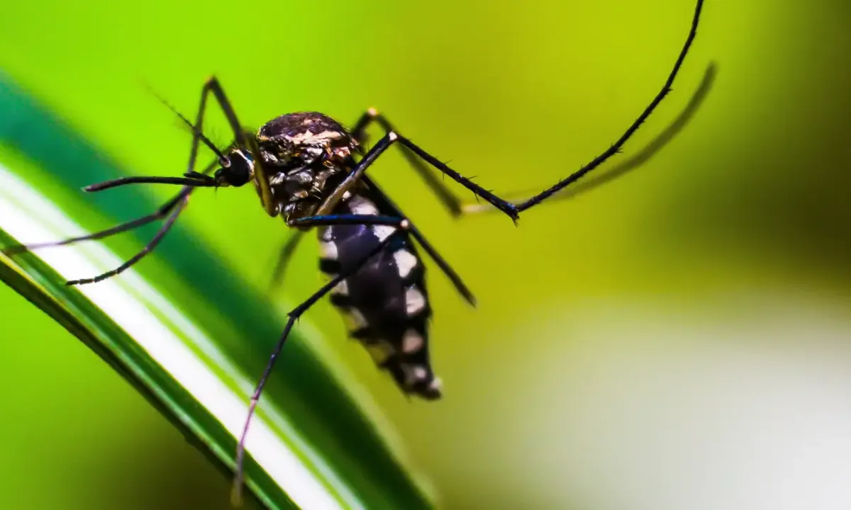 Ministério da Saúde quer incorporar vacina contra chikungunya ao SUS