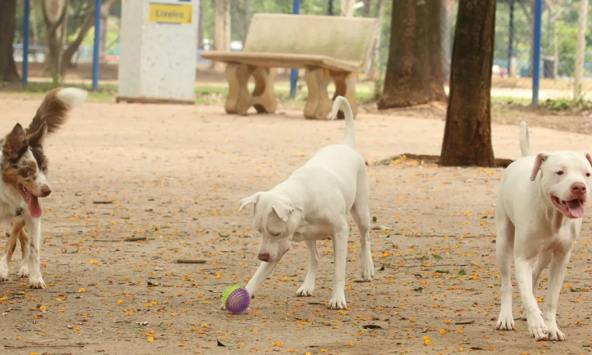 Saiba como funciona o SinPatinhas, novo RG Animal para cães e gatos