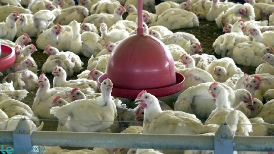 Gripe aviária no RS: países suspendem compras e frango pode ficar mais barato no Brasil.