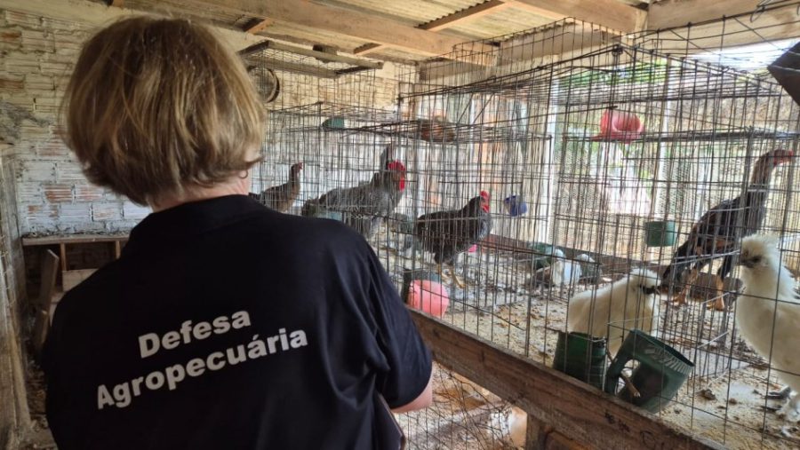 Estado conclui inspeções em propriedades rurais após registro de gripe aviária no sul do RS